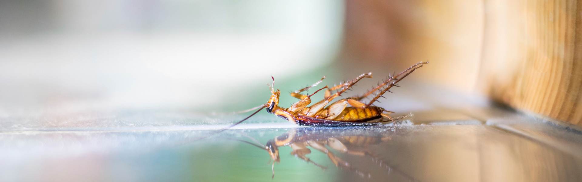Professional Pest Control